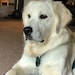 Jordy the English Cream Retriever