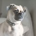 Maximus Doggins