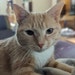 Mommy Cat