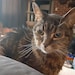 Loki