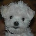 Libby