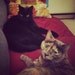 Riley & Buffy