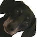 Lorrie 