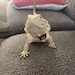 Ralphiela aka Ralphie