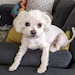 Lou-Lou 4/16/2012 - 7/23/2024 ♥