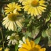 GARDEN HOME PRODUCTS NURSERY