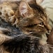 Fizzgig