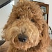 Dolly the Goldendoodle