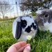 Oreo and Snowflake