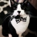 Toby