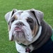 King Louie