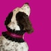 Nicia