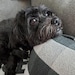 Bailey