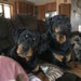 Grizzly & Kodi