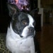 Harley