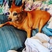 Rufus