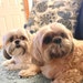 Luna and JoJo