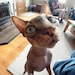 Loki the Cat