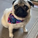 Sylvie the Love Pug