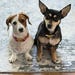 Luna & Hollee