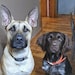 Oscar and Otis