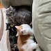 Cabin Cats