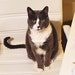 Savage Kitty Print Co.