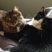 Yoshi and Bodhi
