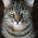 Mr. Bojangles