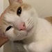 KappisCards
