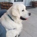 Finnegan