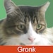 Gronkatski