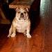 Miss Dottie