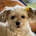 Chiquita