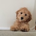 Meryl the Goldendoodle