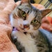 Mynx (Mynku) the Cat