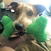 Bailey