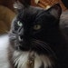 Pippy the Cat