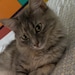 My cat Ágata
