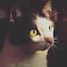 Louie