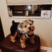 Oli