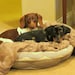Walter and Olive