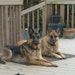 Duke & Zorra