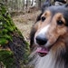 Todd