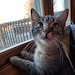 Flash the cat