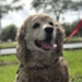 Dumbo