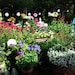 Garden Glory