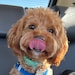 Archie