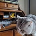 Bob the cat
