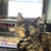 Ember
